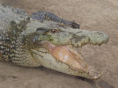 CairnsTC265 Wildlife Habitat